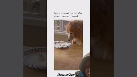 Funny animals 2024😂- Funniest Cats and Dogs Video😹🐶 #48