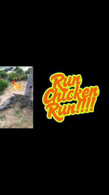 Run Chicken Run!!!! Crocodiles are coming