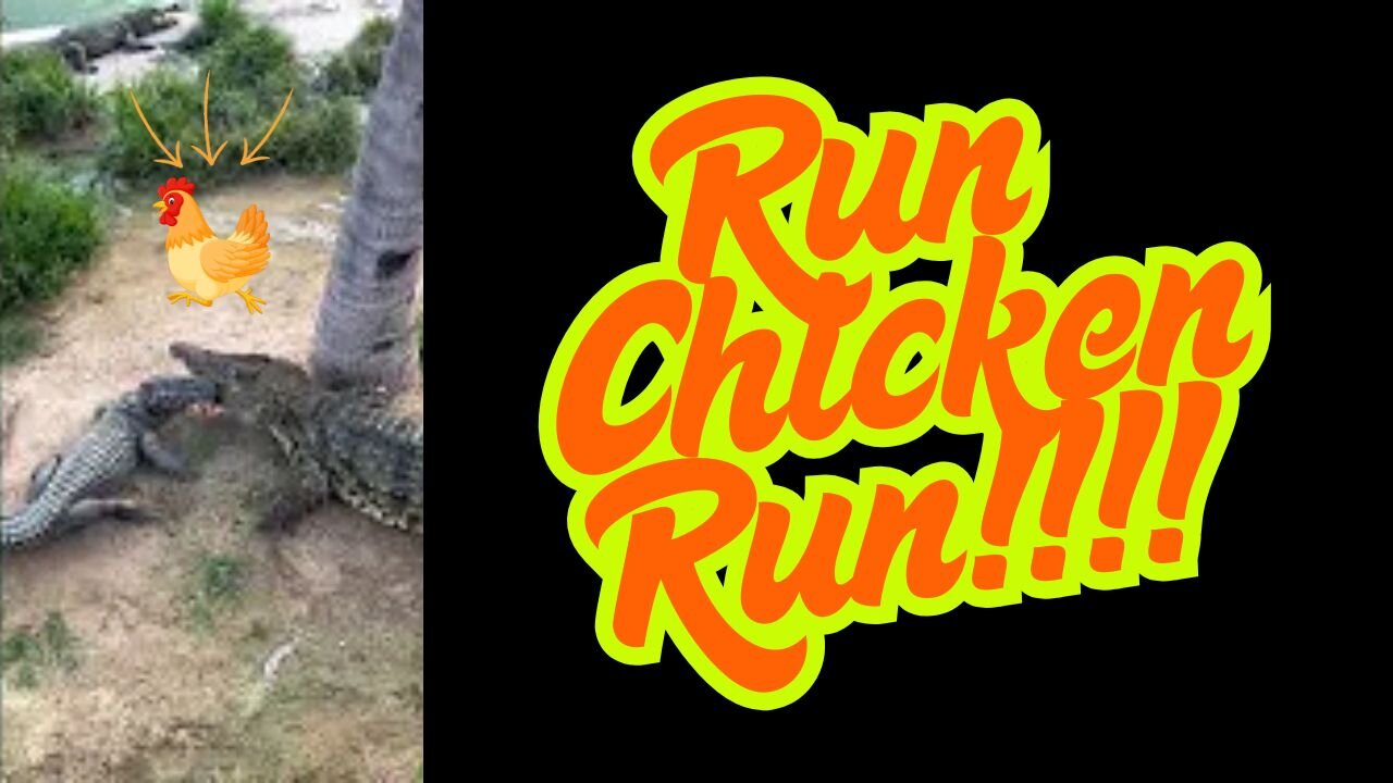 Run Chicken Run!!!! Crocodiles are coming