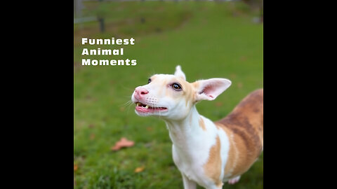 Funniest Animal Moments Ever Caught On Camera!