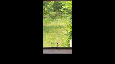 Deer Out Our Kitchen Window This Afternoon 06-02-2025