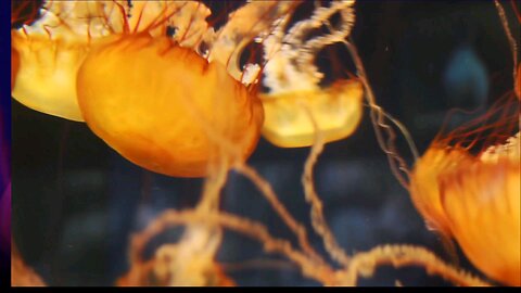The Jelly Fish