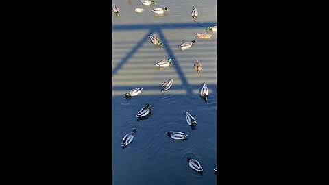 Mallard Ducks 🦆 #mallardducks #shorts #trending #followme #viral