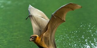 Indian Flying Fox