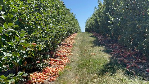 Apples Farm