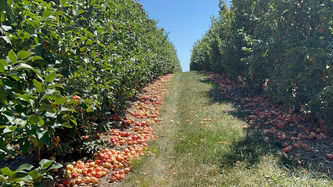 Apples Farm