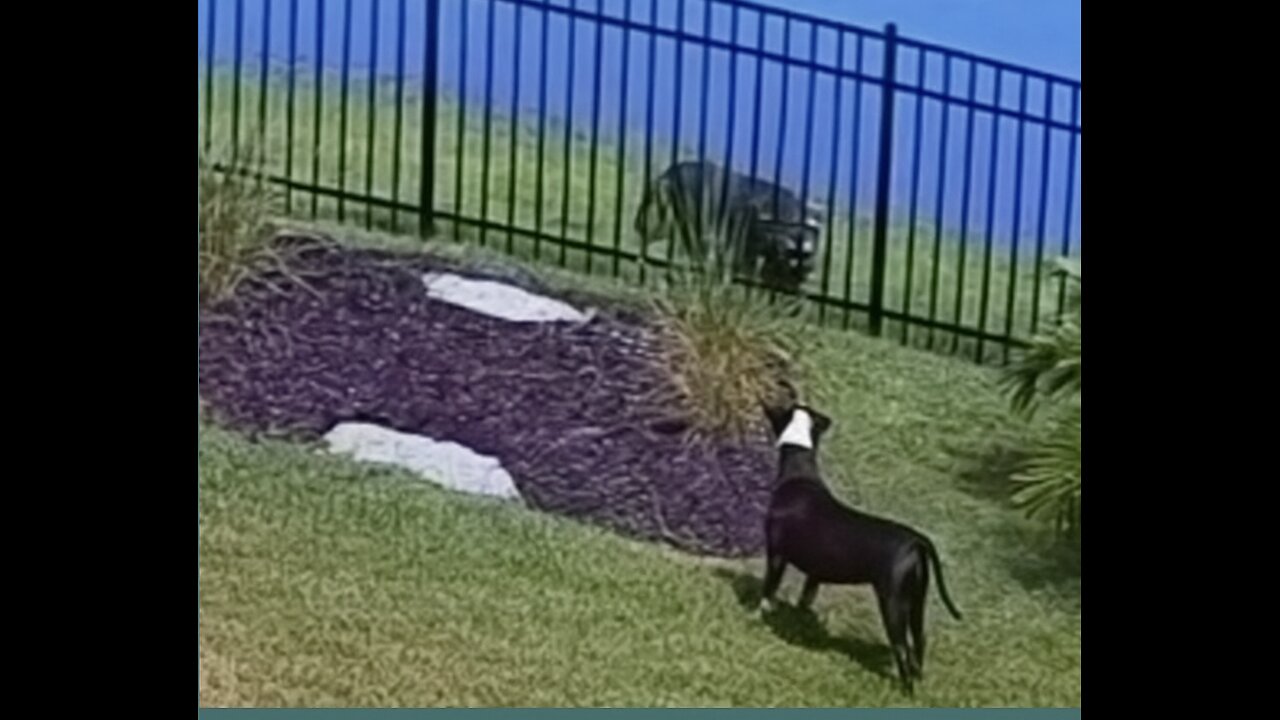 Why Every Florida Yard Needs a Fence 🐊🐶