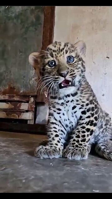 This little leopard cub is absolutely fierce!!!