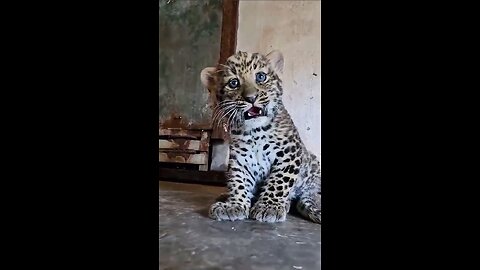 This little leopard cub is absolutely fierce!!!