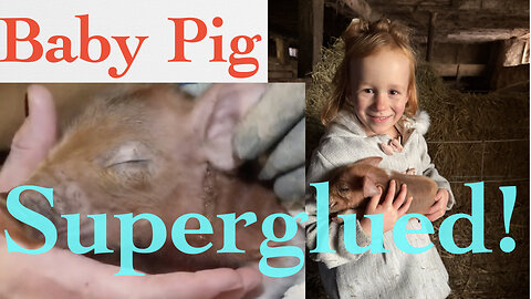 This Little Piggy Got Superglued! Porky the Wounded Baby Pig, Saved by Surgery and Superglue