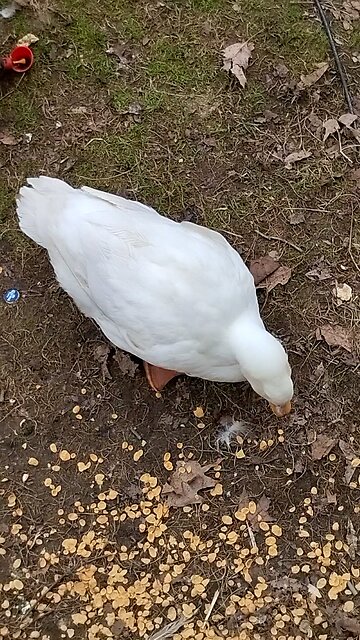 Quackers the duck 🦆