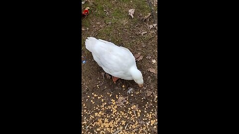 Quackers the duck 🦆