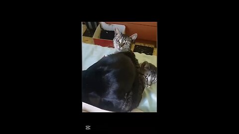 funny video for cats to funny 🤣🤣🤣🤣