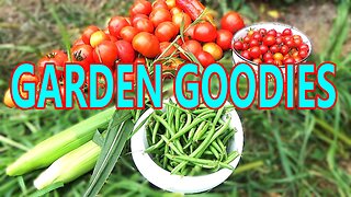 Harvesting Vegetables for A Long Winter Ahead
