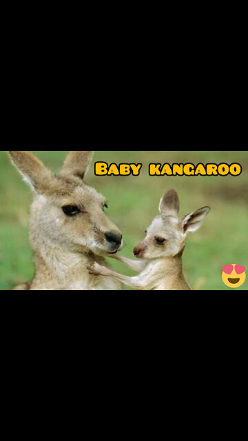Baby kangaroo is peeking..!🥰