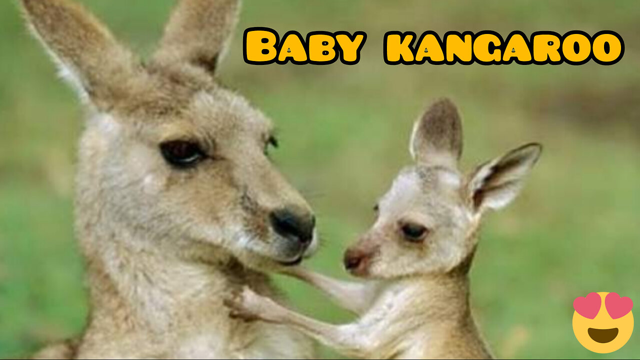 Baby kangaroo is peeking..!🥰