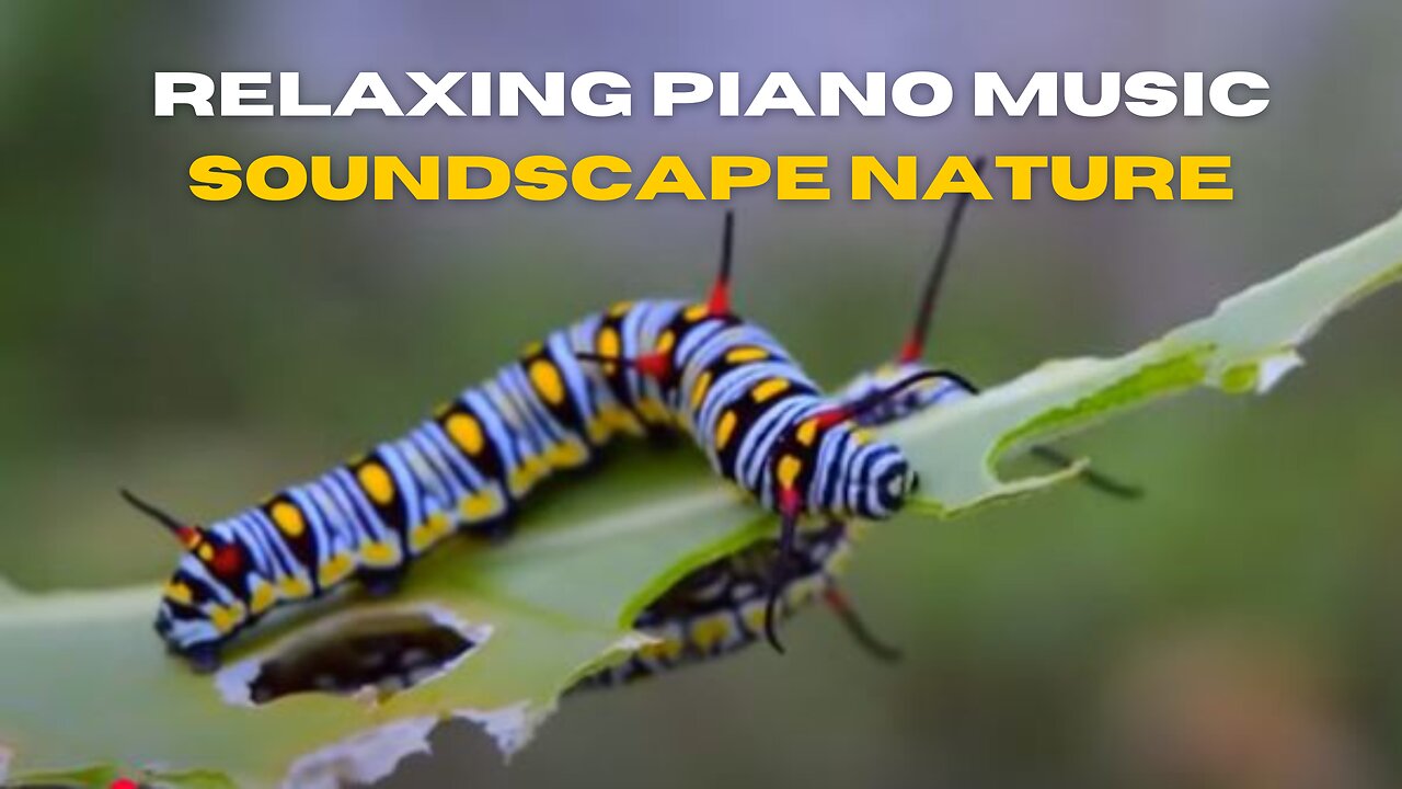 Relaxing Piano Music,Soundscape,Nature,Caterpillars and Butterflies