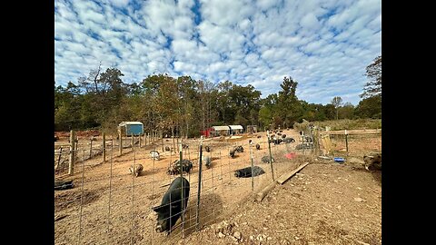 Farm Animal Sanctuary in Bowersville Georgia