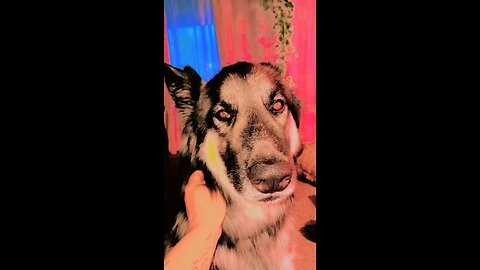 Odin Shiloh shepherd