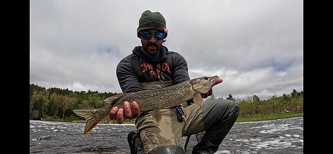Michigan: 2 Days Catching River Northern Pike on Topwater