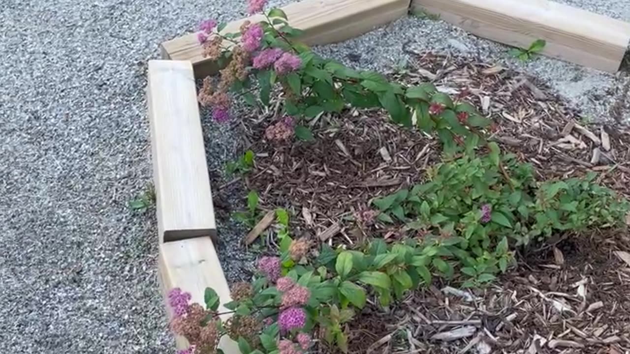 What Is Wrong With This Plant