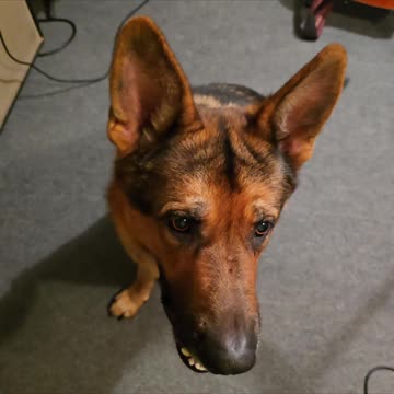 America's Vet Dogs training treats.