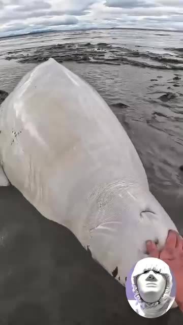 Kayakers rescued a beached beluga whale