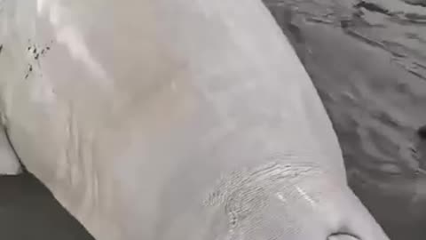 Kayakers rescued a beached beluga whale