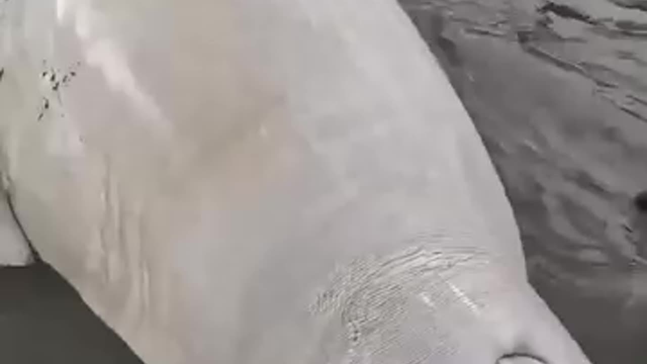 Kayakers rescued a beached beluga whale
