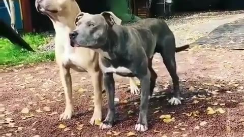 Fun Animals