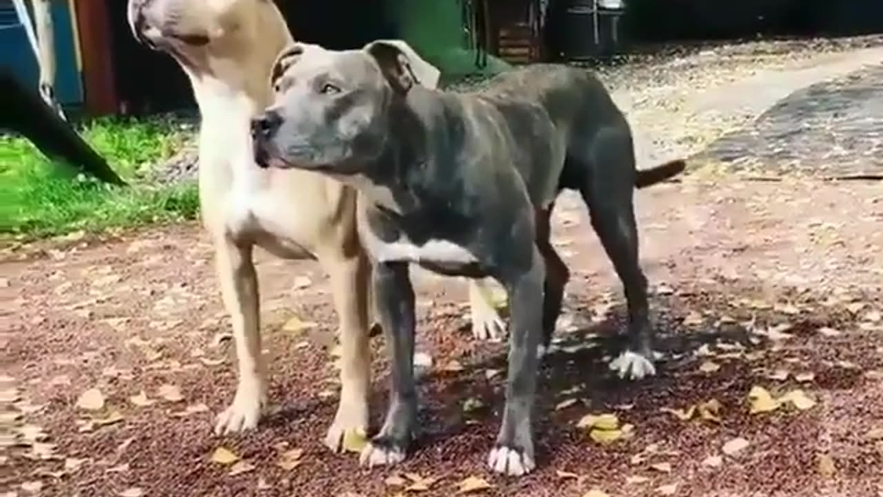 Fun Animals