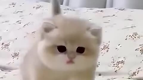 Funny and cute kitten