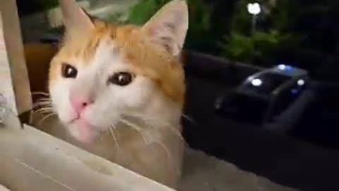 Cat with toy