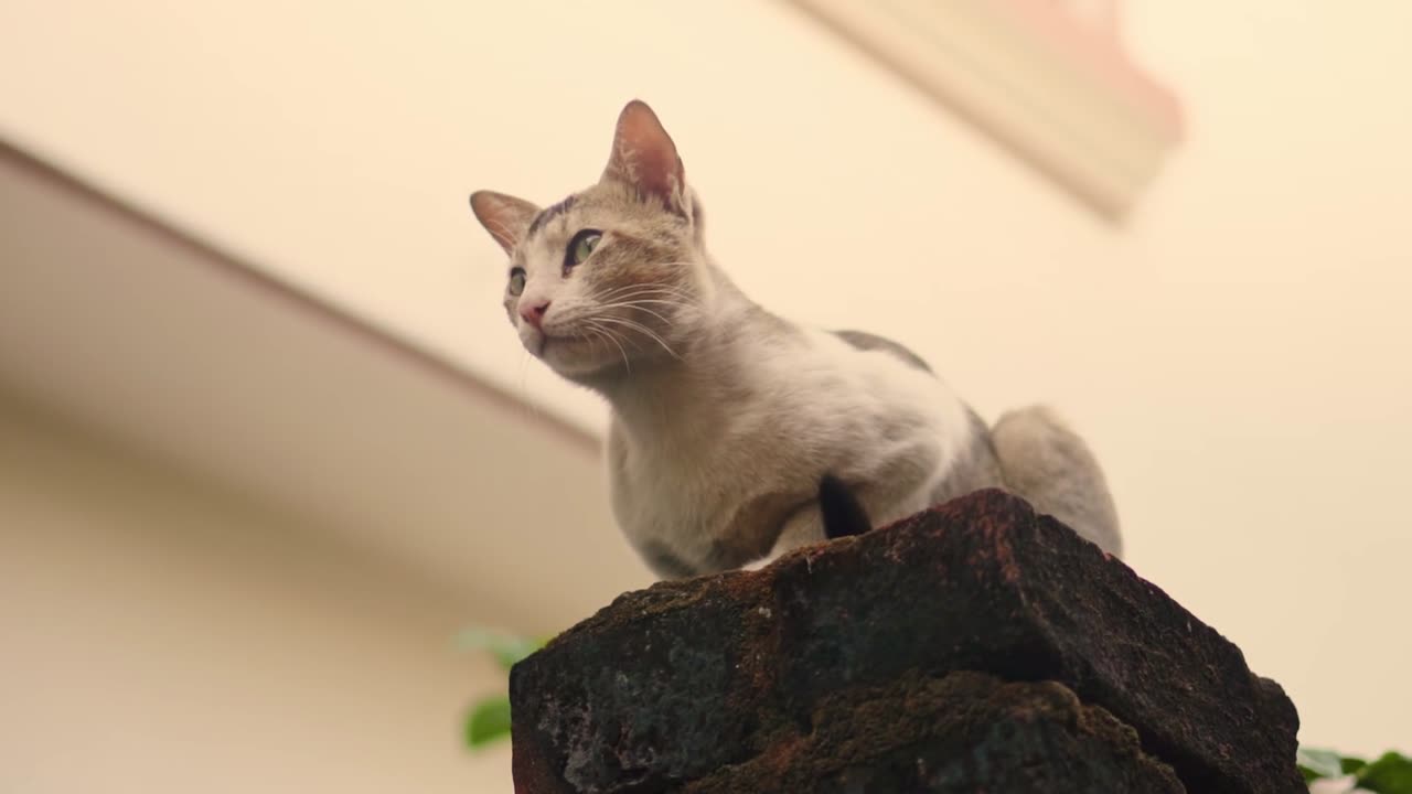Alert Cat Perched On Stone Wall Outdoors