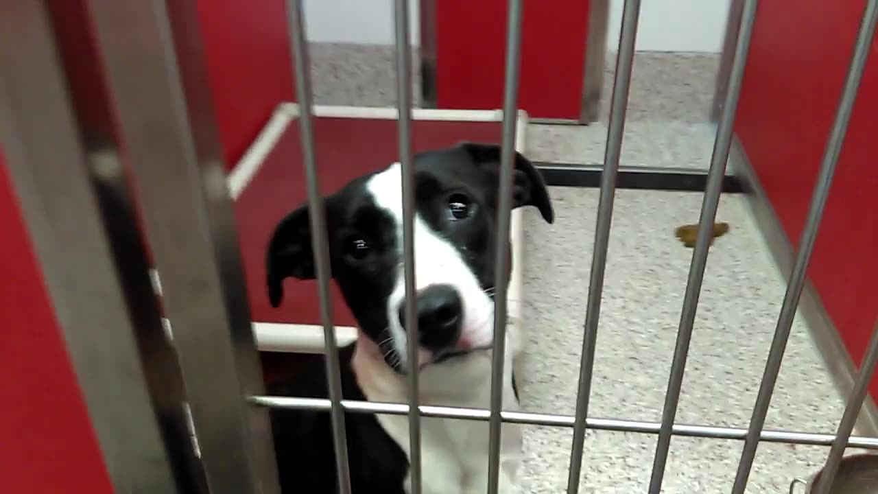 Warren kennel 41 pod 2 PACC shelter is wondering why I'm hanging around him for so long.