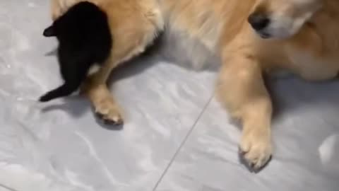 A Golden Heart: Dog Rescues and Raises Abandoned Kitten! 🐕❤️🐈