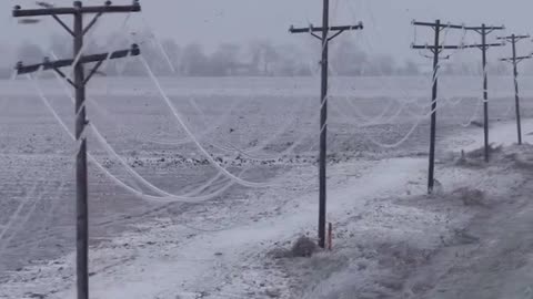 Several power lines in Rolling Fork and Hollandale, Mississippi, were completely covered in ice