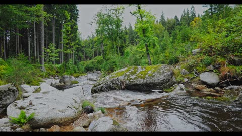 Endless Stream: Forest Brook Sound for Sleep, Relaxation & Concentration