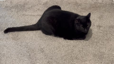 Cute Precious Piper Guards Several Areas at Once - Adopting a Cat from a Shelter Vlog