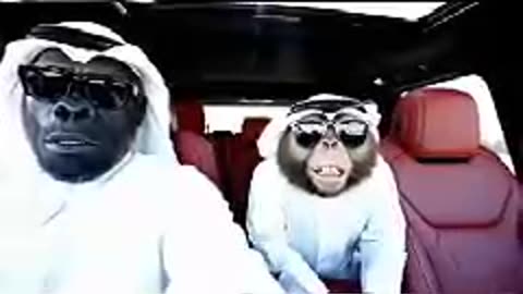 🔥🔥🔥🔥🔥🔥🔥🔥حروب عالمية بين قرود ابها وقرود الطائف