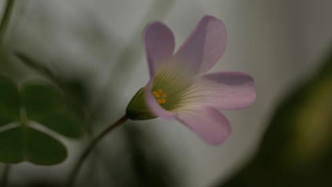 ACIM Reading 72 - A Course in Miracles - T-9.III. The Correction of Error