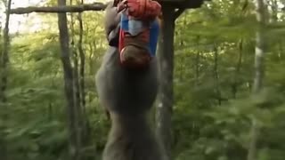 Squirrel having a zipline adventure