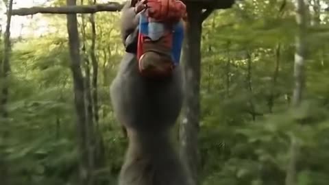 Squirrel having a zipline adventure