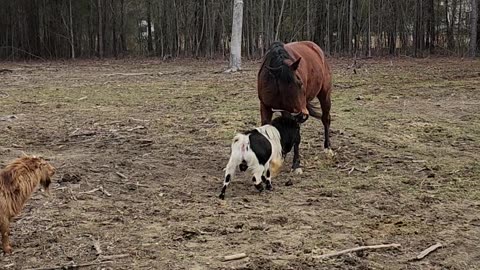Goat Tries to Headbutt a Horse