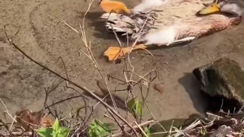 0 Natural Predator Life