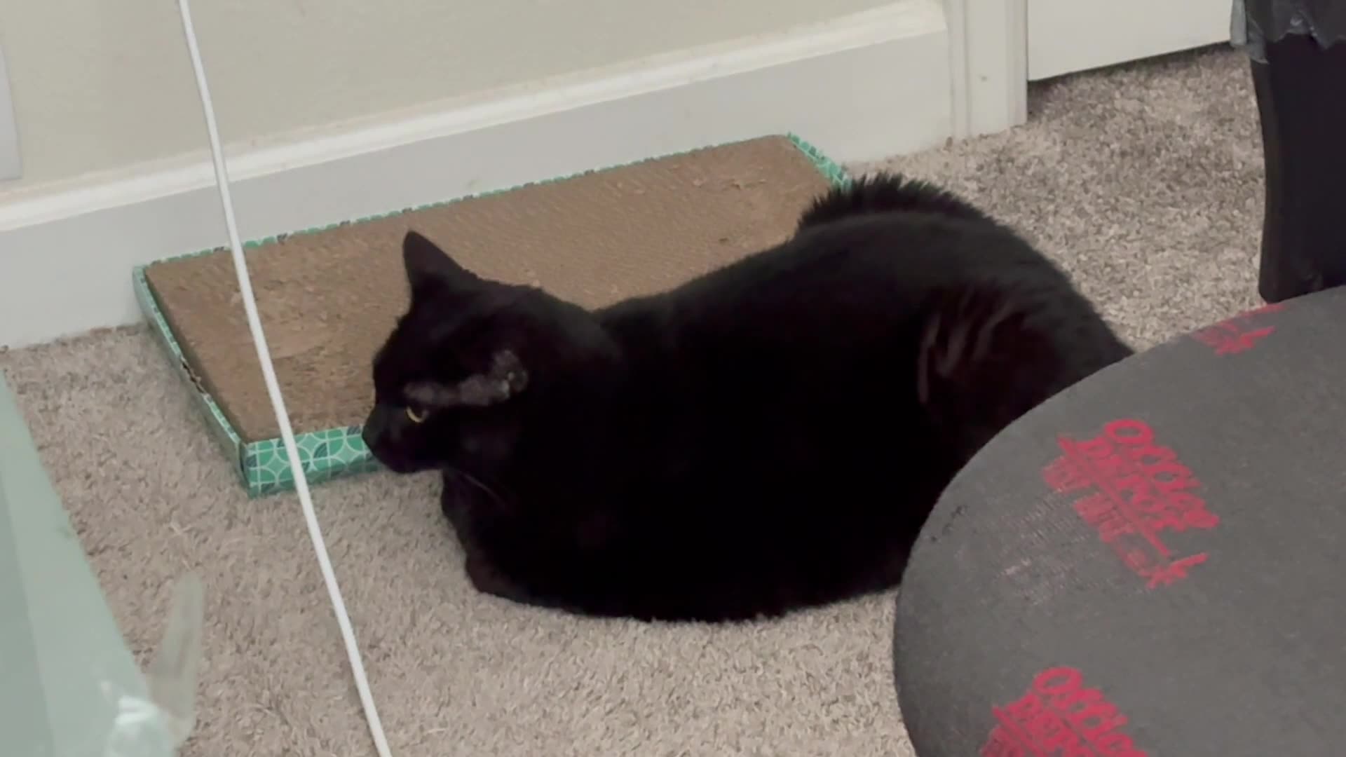 Cute Precious Piper Loves Her Tuffets - Adopting a Cat from a Shelter Vlog