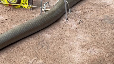 DIY Snake Trap using New scissors - Videos blog Reels |3