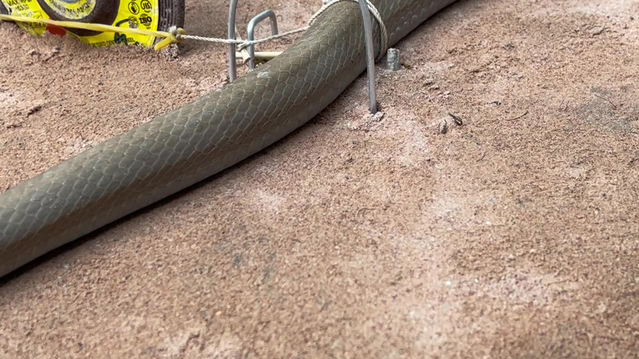 DIY Snake Trap using New scissors - Videos blog Reels |3