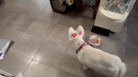 Gluttonous Puppy Is Desperate For More Food