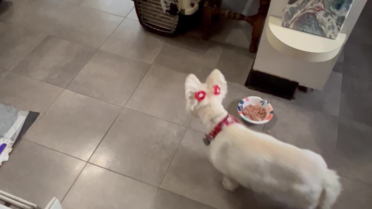Gluttonous Puppy Is Desperate For More Food